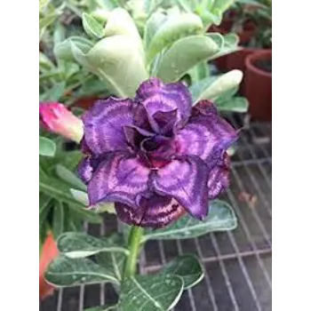 adenium plant (8)-1687921-12198.webp